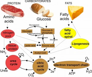 FN 601* Macronutrient Metabolism 3(3+0) 2023 SEM I