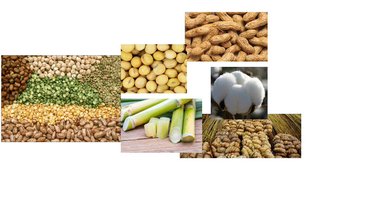 Agro.2205  Crop Production Technology II - Pulses, oilseeds, sugar and fibre Crops (1+1)