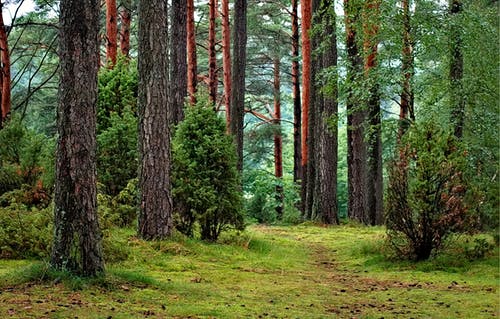 Forest Economics  