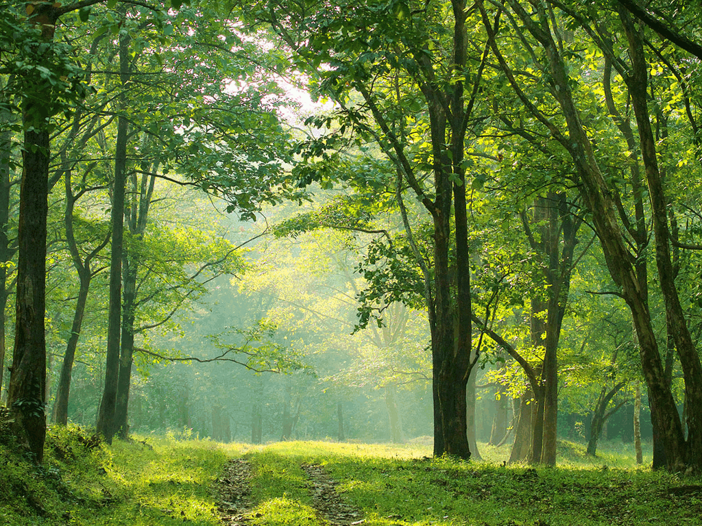 Narm 2205 Forest Management (2 +1)