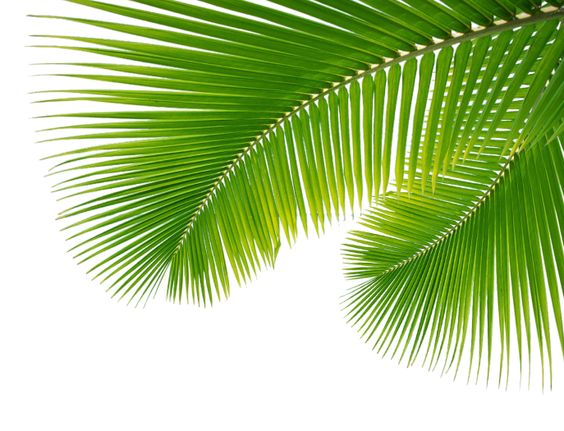 Dendrology