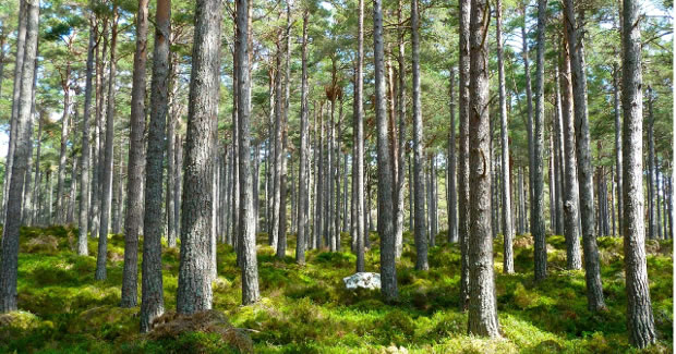 FORESTRY INTERVENTIONS FOR ENVIRONMENT AMELIORATION