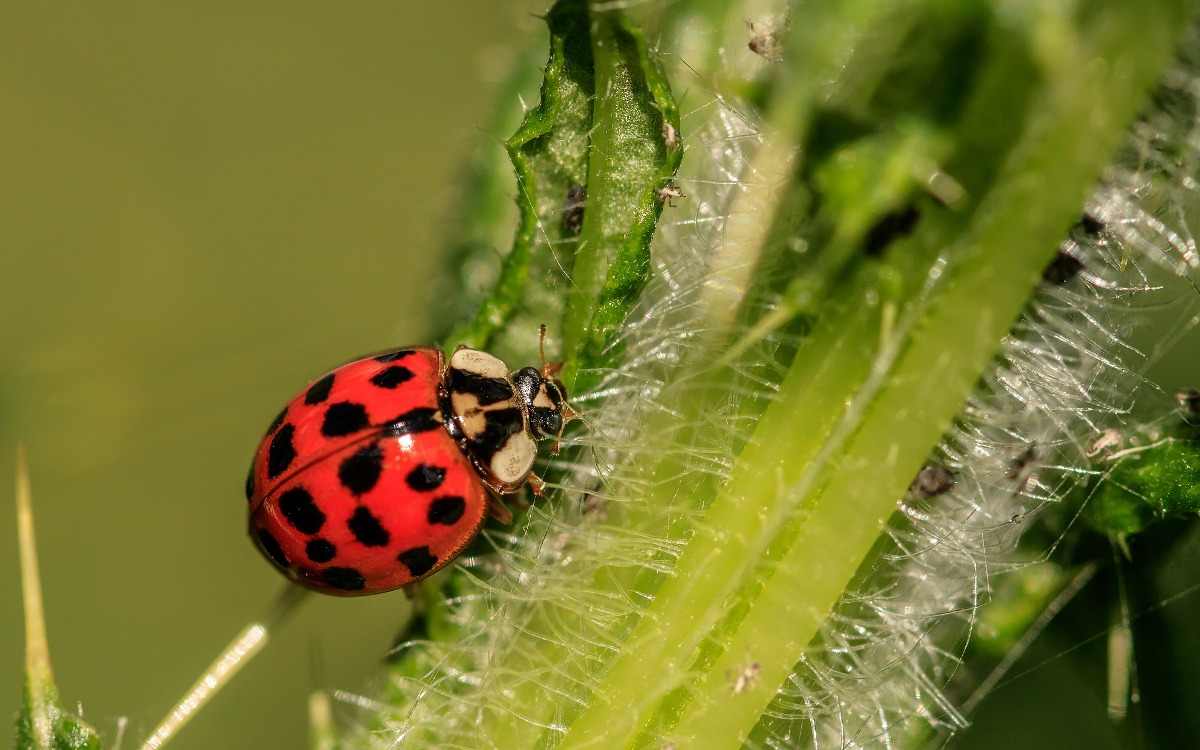 Pest of crops & their Management (2+1)